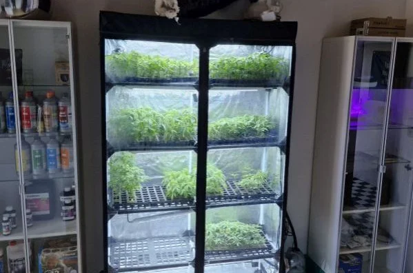 Vitrinen mit Stecklingen, Dünger & mehr Vitrinen mit Stecklingen, Dünger & mehr